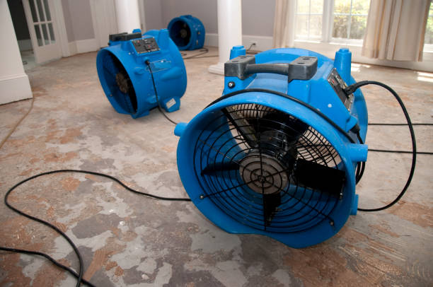 Best Mold removal after water damage  in Dumas, TX